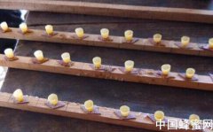 <em>蜜蜂</em>怎么样移虫<em>育王</em>？